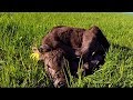 Newborn calf tries to sleep in adorably awkard position