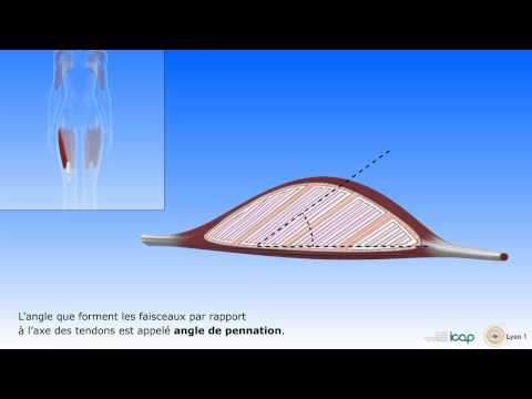 Vidéo: Profils De Méthylation De L'ADN Des Muscles Squelettiques à L'échelle De L'épigénome à L'arrière-plan De Types Métaboliques Distincts Et Variation Des Récepteur