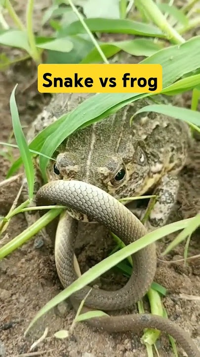 kimeumana nyoka kabanwa vibaya.#reels#update#fyp#shots#new#animals#viralshort#funny