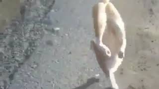 cat.mp4