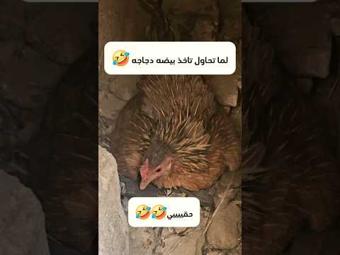 لما تحاول تاخذ بيضه من دجاجه  اكسبلور  ضحك    السعودية