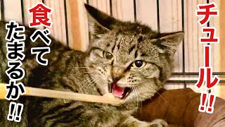 【野良猫保護】独りで現れた幼いキジトラ猫を保護しました