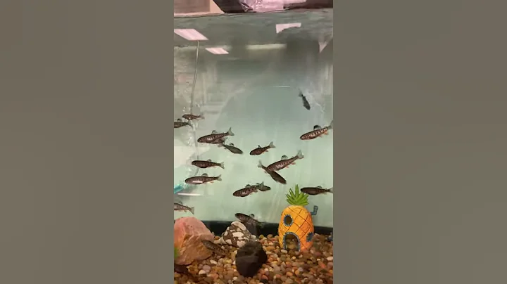Henretta's Rainbow Trout last day at home