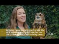 Inara the Eurasian Eagle Owl | Animal Spotlight