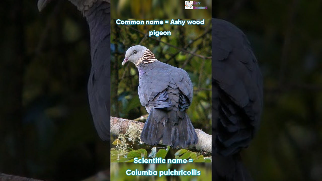 Scientific name of Ashy wood pigeon