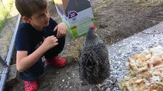 LATEST NEWS  : Réintroduction de 5 poules pondeuses dans le poulailler !