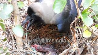 Crow nest - from eggs to chicks before your eyes - see the birdy action high above Delhi traffic!