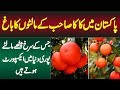 Pakistan Me Kaka Sahib Ka Orange Garden - Jiske Surkh Meethe Malty Puri Duniya Me Export Hote Hain