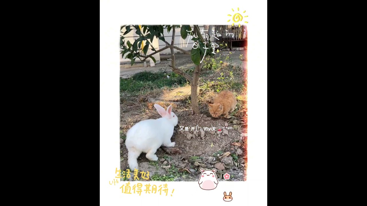 My sweet ginger cat’s been the softest, gentlest little soul all day 🐱💛 