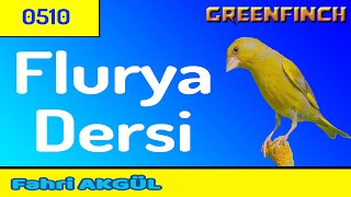 Greenfinch Song 510 - Flurya Dersi 009