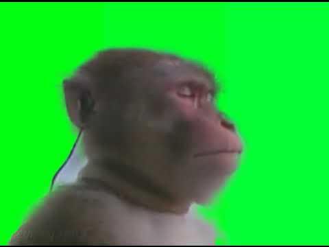 Monkey listening to music meme (Green Screen) – CreatorSet