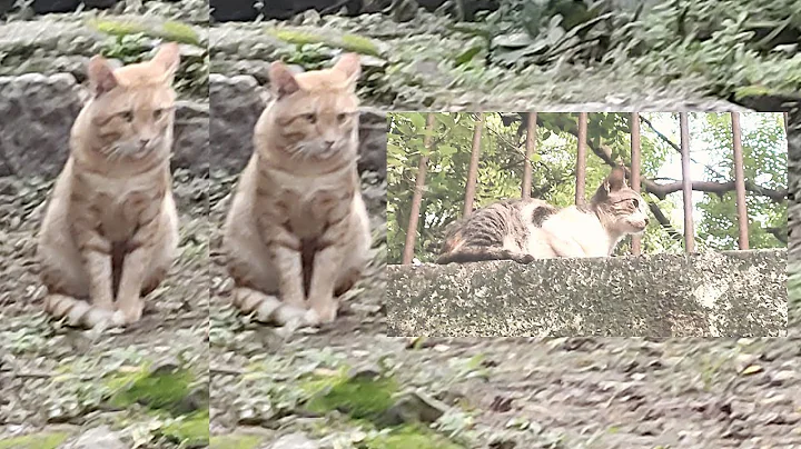 Watch the video about Big cat jungle wildlife animals travel safari original sound forest area OMG 😱