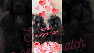 💔 No Matches?! Only Sweets Can Fix This! 🍭🐶 #DogDating #DogBesties