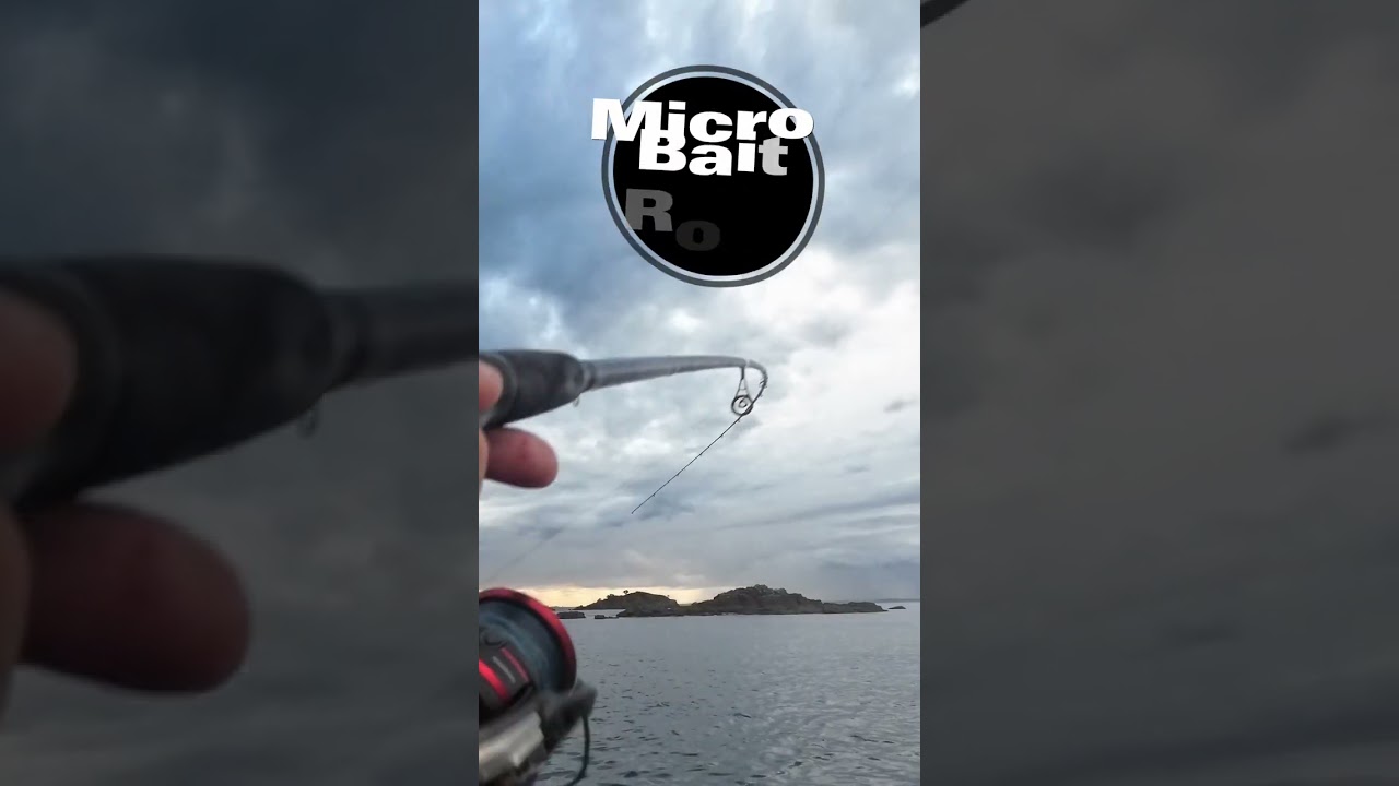 The best Microbait Rod