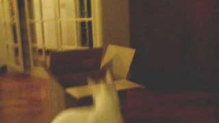 Turkish Van Cat at play with  box by VanCat Quest/バン猫クエスト 263 views 14 years ago 39 seconds