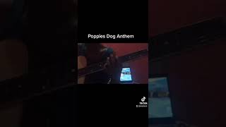 Poppies Dog Anthemsid shorts