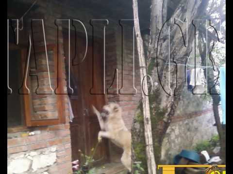 მზრუნველი დედა