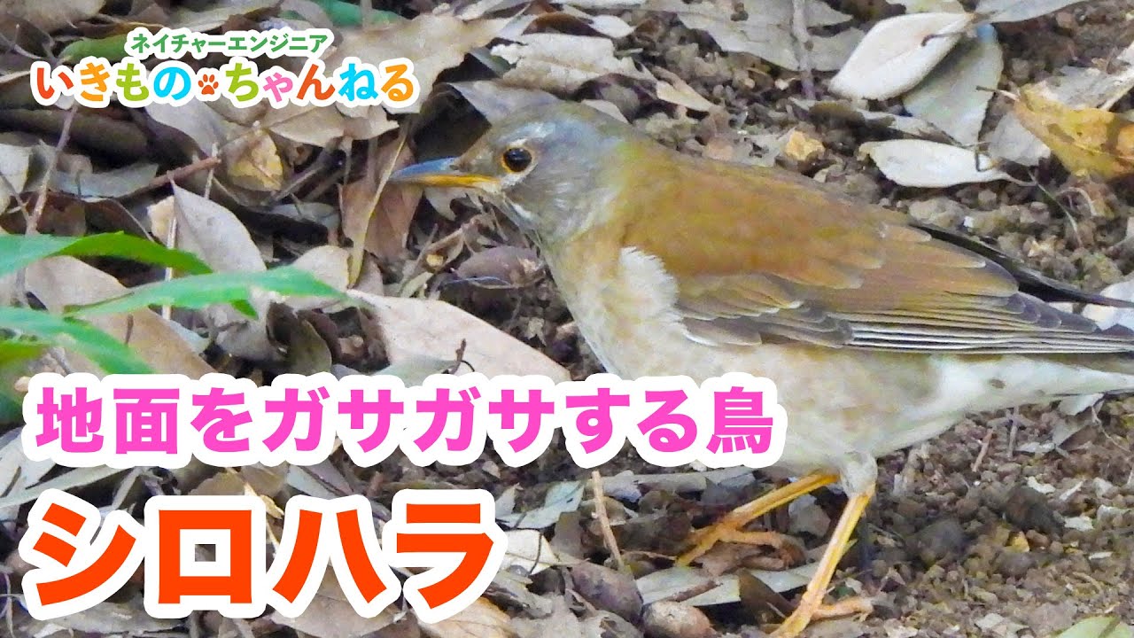 What is the ground-scratching bird, the 