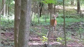Upsetting deer on a bike trail 😆