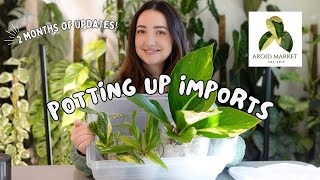 Pot up the Import Plants from Aroid Market with me! Includes 2 Months of Updates!