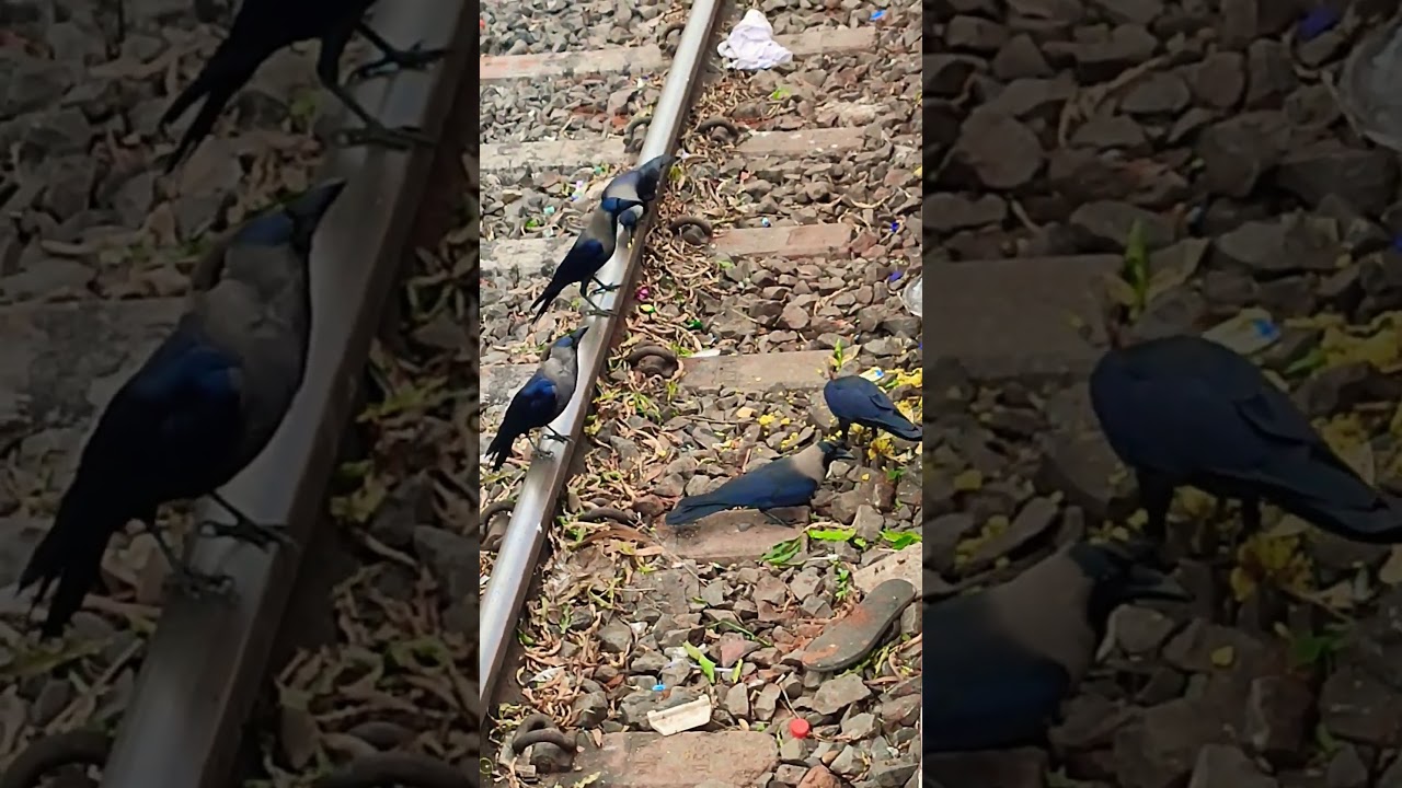 Crow ?‍⬛ video #crow #birdsounds #shorts #youtubeshorts #trending #viral #viralvideo #shortvideo