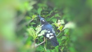 Black Baza Birds| Waiting for Food