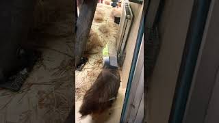 #monkeyworld #sillymonkey