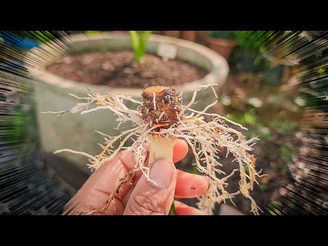 ผลสลากกินแบ่งรัฐบาล วันที่ 1 พย. 2567