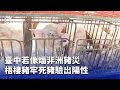 非洲豬災