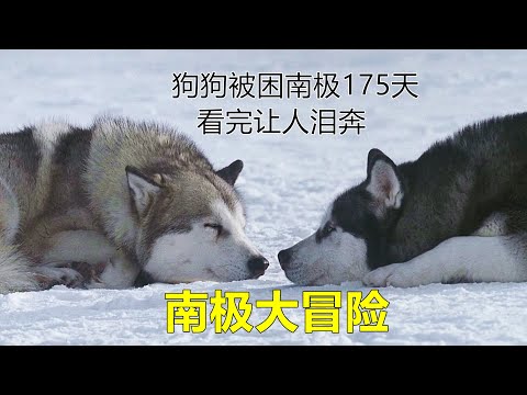 狗狗被主人抛弃，它们被困在南极175天，看完让人泪奔的电影