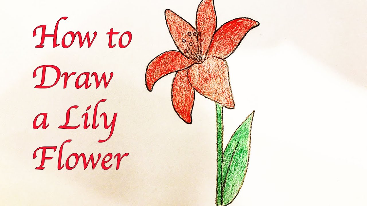 Drawing for kids : How to Draw a Lily - YouTube