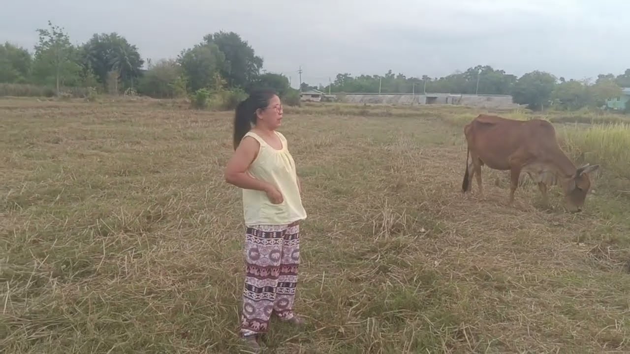 เลี้ยงวัวยามเย็นชมบรรยากาศฟังพิณเพราะๆ💃💃💃