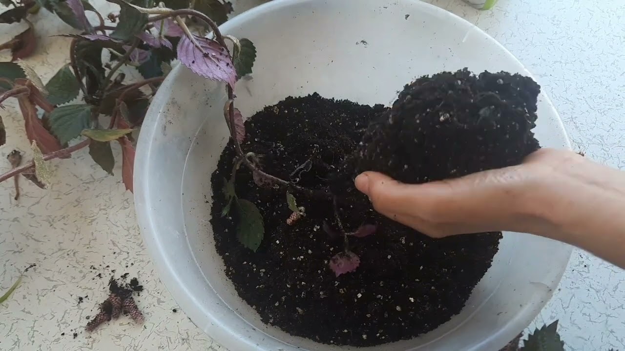 Achimenes çiçeği rizom dikimi, Achimenes çiçeği rizomu nasıl sökülür.