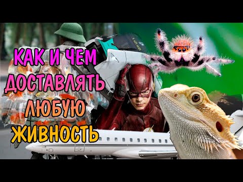 КАК И ЧЕМ ДОСТАВЛЯТЬ ЛЮБУЮ ЖИВНОСТЬ. СПОСОБЫ ДОСТАВКИ ЖИВОТНЫХ