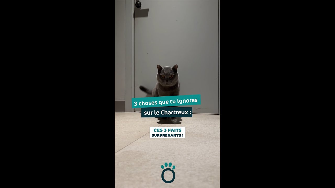 3 choses que tu ignores sur le Chartreux 🐱 | Caractère, secrets et conseils |