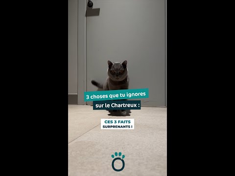 3 choses que tu ignores sur le Chartreux 🐱 | Caractère, secrets et conseils |