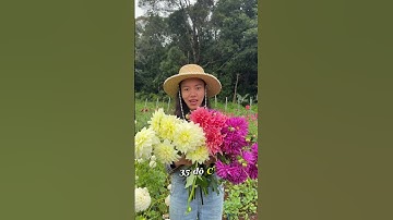 Khí hậu nóng có trồng được hoa thược dược không? #dahlias  #tips #hoathuocduoc #garden  #nongnghiep