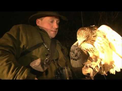 Lamping rabbits with hawks in Sussex