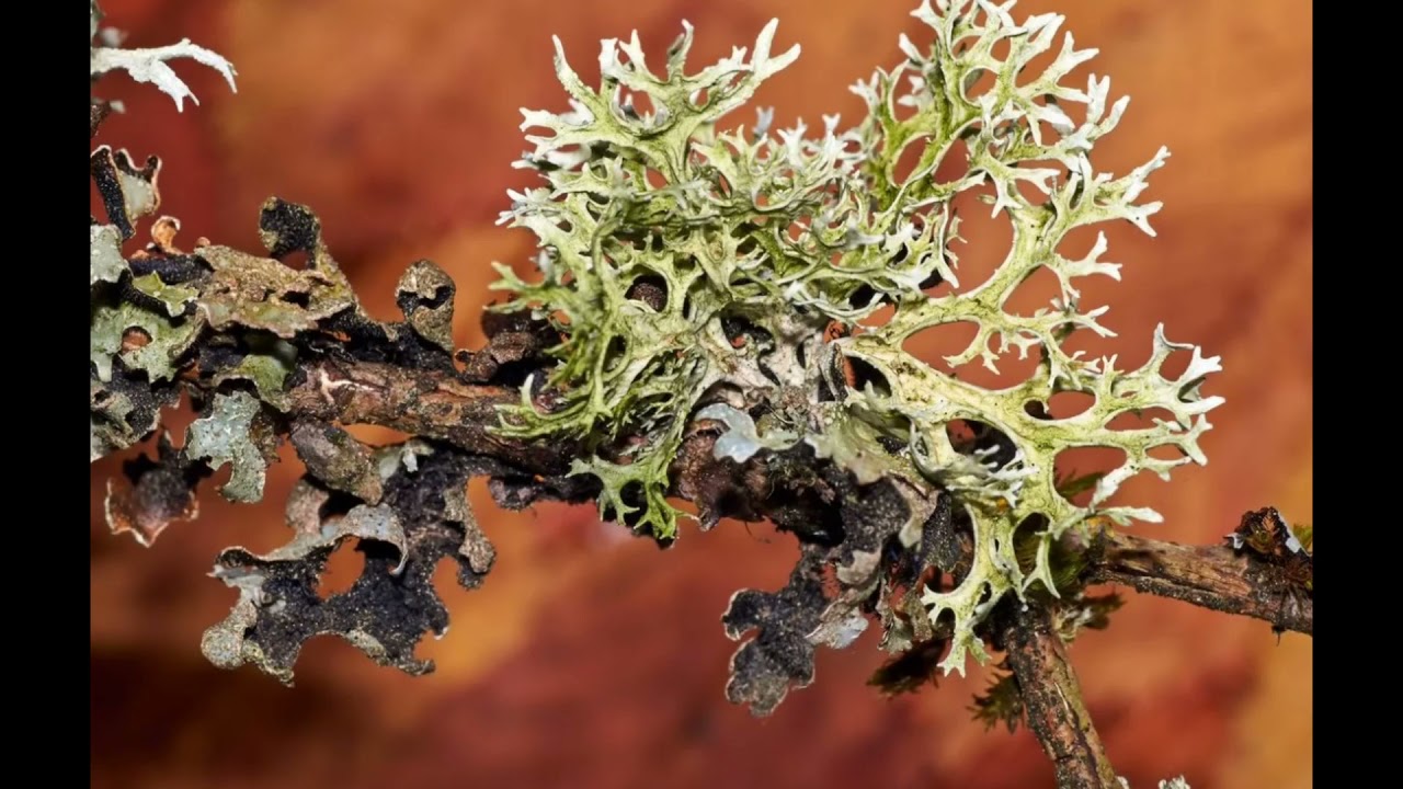 ПАРМЕЛИЯ БЛУЖДАЮЩАЯ