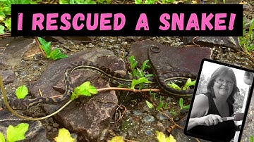 I rescued a baby snake | Coastal Carpet Python | Snakes of Australia |