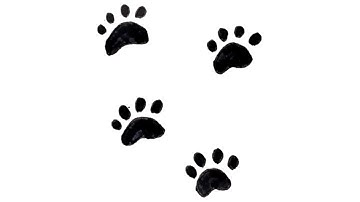 How To Draw Paw Print | Easy Step-by-Step Drawing for Beginners @XYZArts007