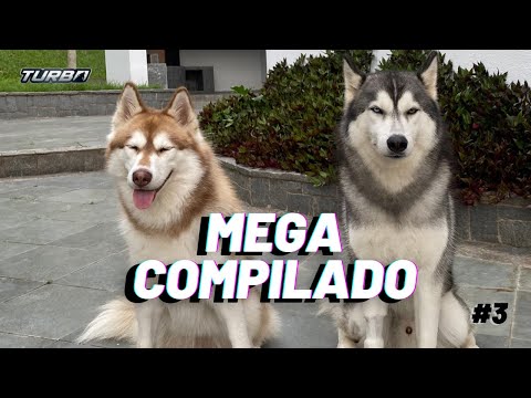 Vídeo: Compilação de cães vomitando chocolate no veterinário é surpreendentemente satisfatório