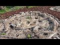 Olive Grove converted into a food forest