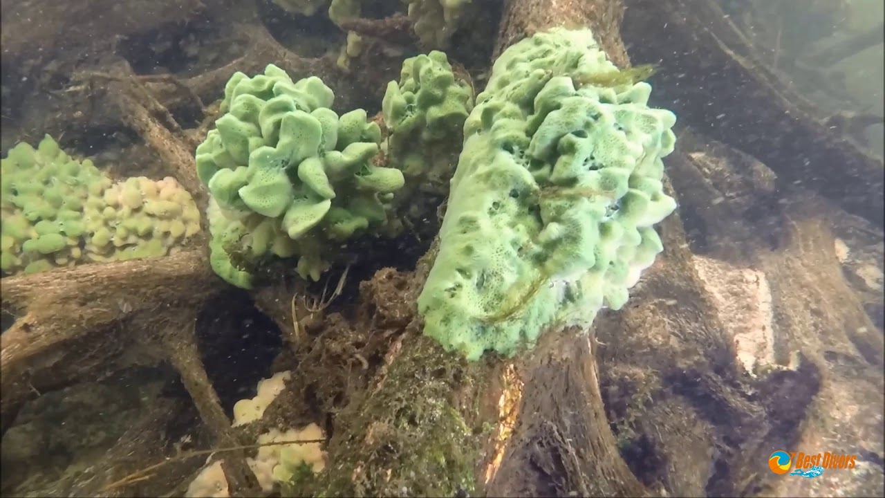 Najpękniejsza rzeka do nurkowania w Polsce- Piaśnica.