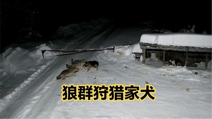 胆大包天！饿急眼的北美灰狼，夜闯村庄狩猎家犬 - 天天要闻