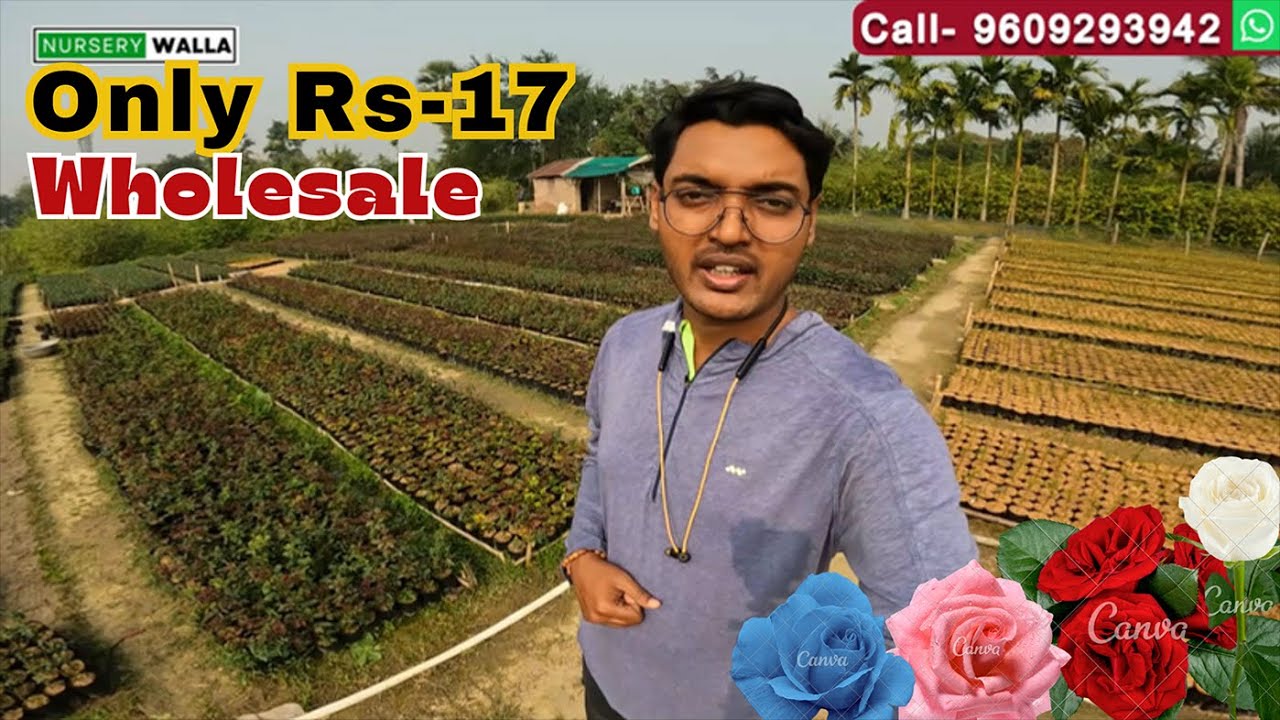 Wholesale Rose Plants only 17 Nursery Walla Rose plants nursery