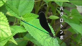 ハグロトンボ Youtube