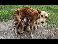 Pain of Teenager Dog Mom Suffering To Nurture Her Babies Heartbreaking Rescue