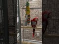 Scarlet Macaws require a constant supply of chew toys!
