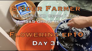 Day 31 Flower, Where The Magic Happens, Spider Farmer SE7000, The Truth Is In The Soil, Do Your Job!